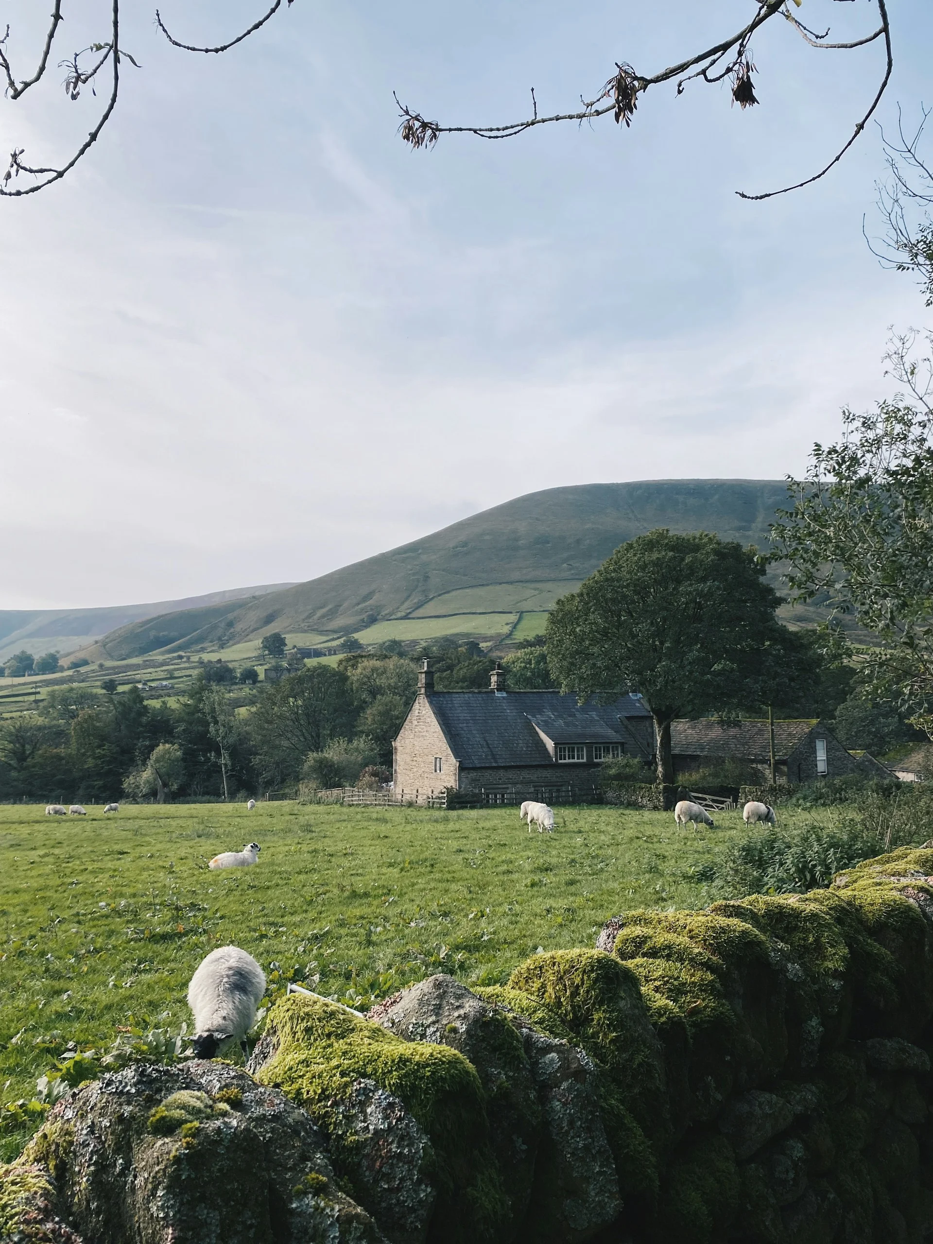 Sheep grazing on green hills in Hope Valley, Derbyshire